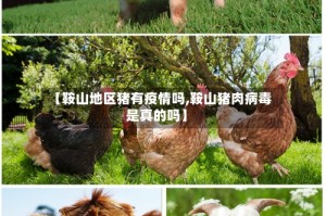 【鞍山地区猪有疫情吗,鞍山猪肉病毒是真的吗】