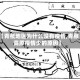 【青藏地区为什么没有疫情,青藏高原疫情少的原因】