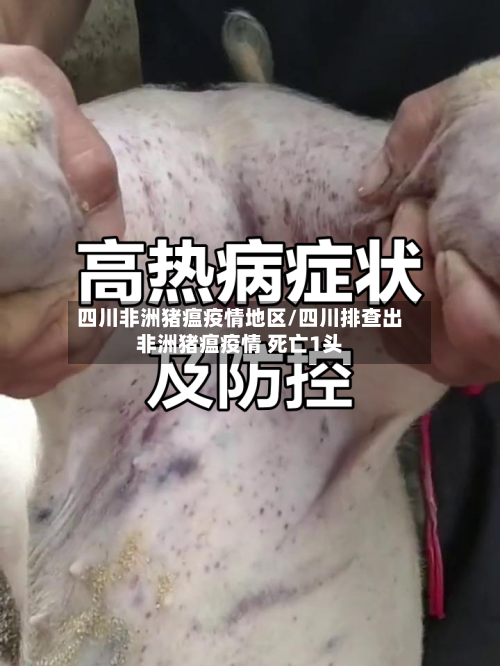 四川非洲猪瘟疫情地区/四川排查出非洲猪瘟疫情 死亡1头-第2张图片