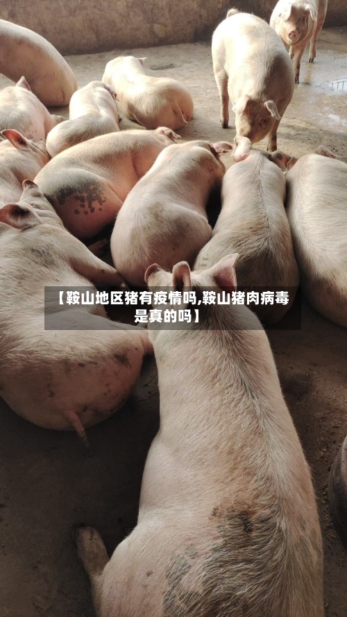 【鞍山地区猪有疫情吗,鞍山猪肉病毒是真的吗】-第2张图片