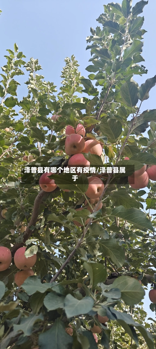 泽普县有哪个地区有疫情/泽普县属于-第2张图片