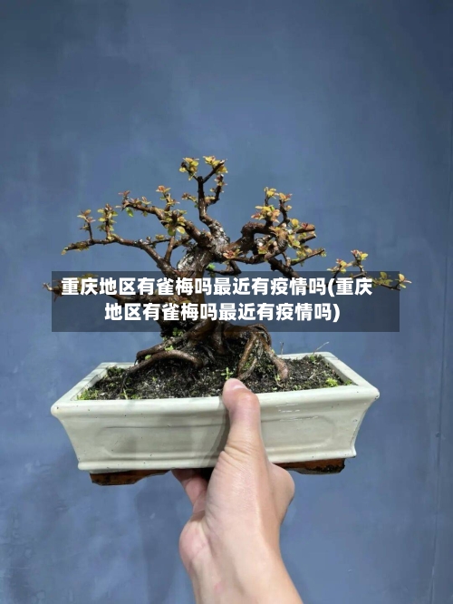 重庆地区有雀梅吗最近有疫情吗(重庆地区有雀梅吗最近有疫情吗)-第2张图片
