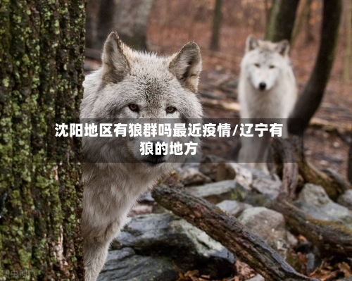 沈阳地区有狼群吗最近疫情/辽宁有狼的地方-第2张图片