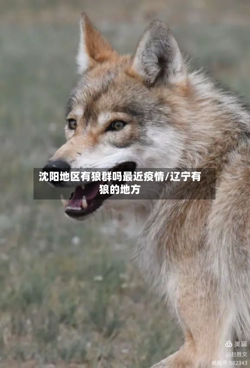 沈阳地区有狼群吗最近疫情/辽宁有狼的地方-第1张图片