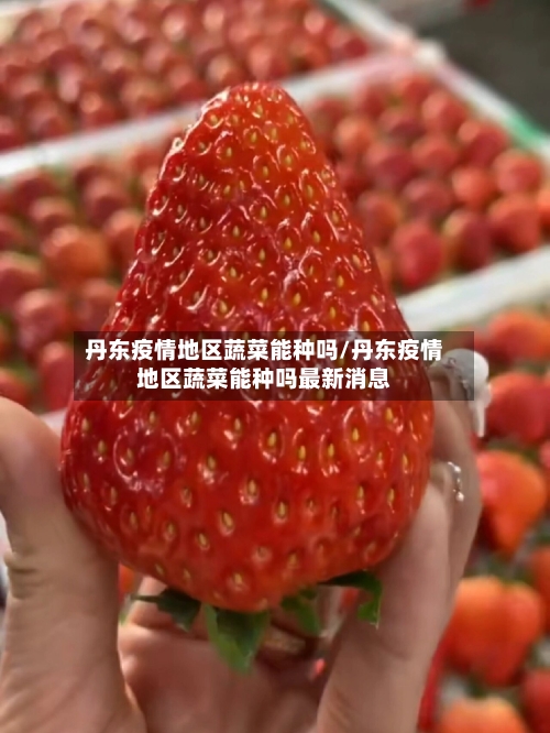 丹东疫情地区蔬菜能种吗/丹东疫情地区蔬菜能种吗最新消息-第1张图片