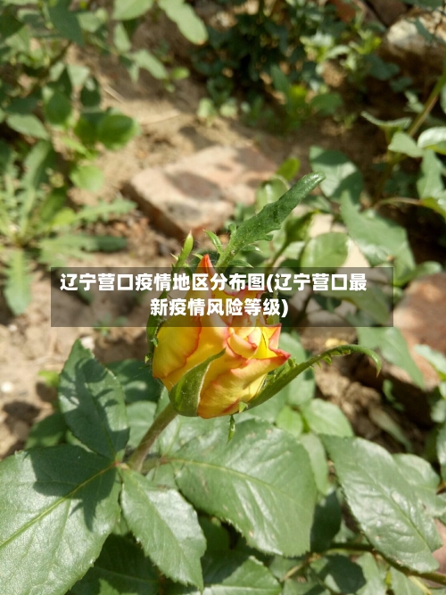 辽宁营口疫情地区分布图(辽宁营口最新疫情风险等级)-第1张图片